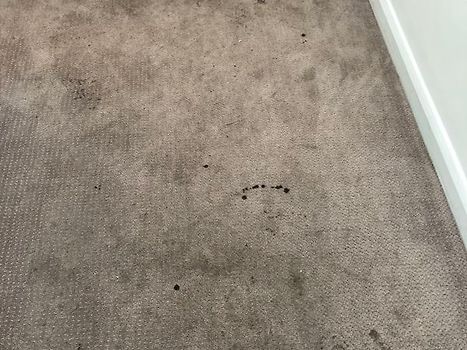 Condition of the carpet after vacuum 
